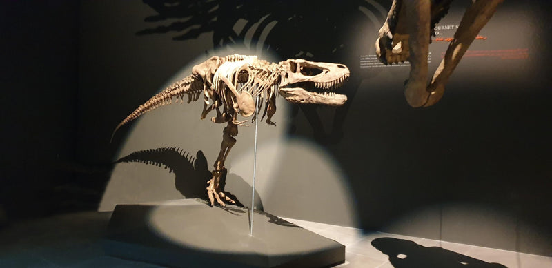 Slider image for Crocodile Park Dubai Selects Cyclops Lighting for their Museum